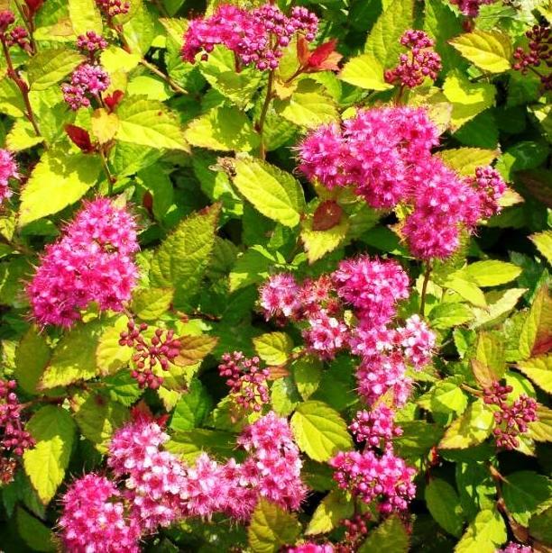 Саджанець спіреї японської Spiraea japonica Goldflame Р9 (1041577637) - фото 2 Саджанець спіреї японської Spiraea japonica Goldflame Р9 (1041577637) - фото 2