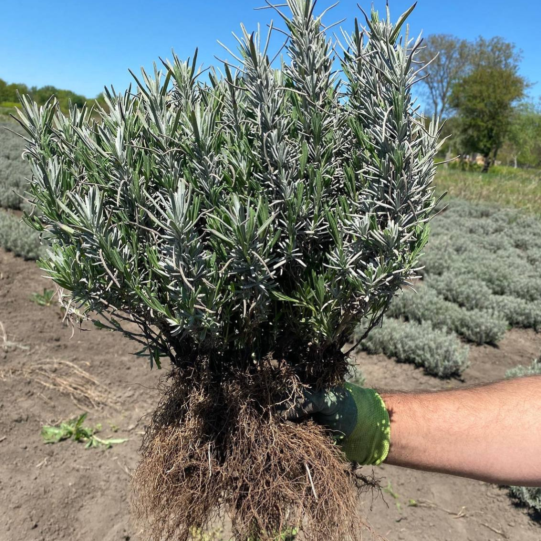 Лаванда Англійська вузьколиста (001) - фото 2 Лаванда Англійська вузьколиста (001) - фото 2