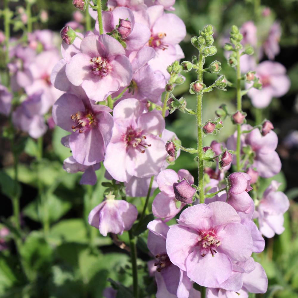 Коровяк вербаскум Плам Смоки Plum Smokey 1 шт. (38283767)