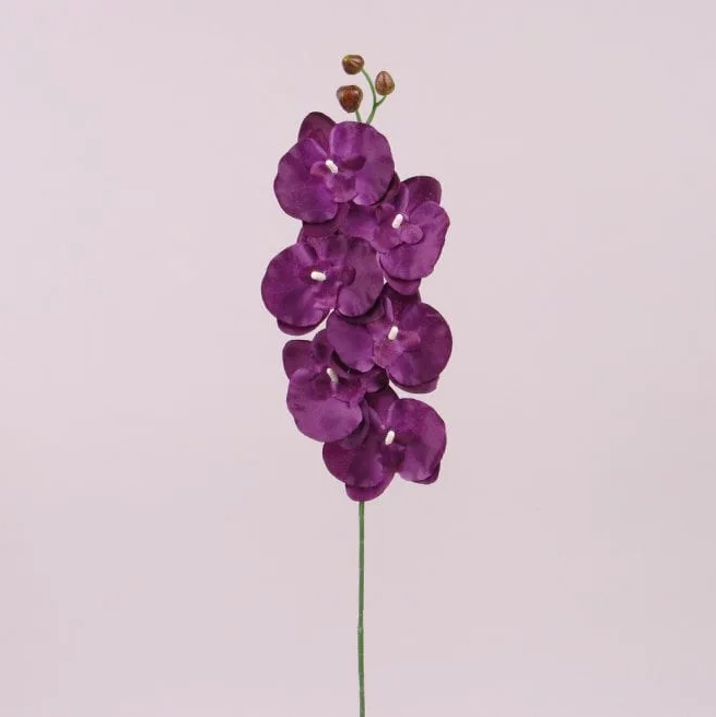 Цветок фаленопсис Flora 6 шт. Темно-фиолетовый (72878)