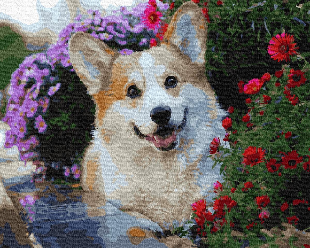 Картина по номерам Brushme GX36083 Корги в цвете 40x50 см (1304557251)