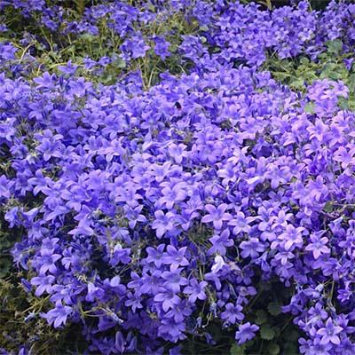 Кампанула Florium Portenschlagiana (7043)