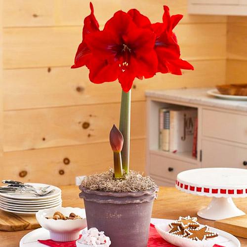 Амариллис Florium Red Queen (17954) - фото 2