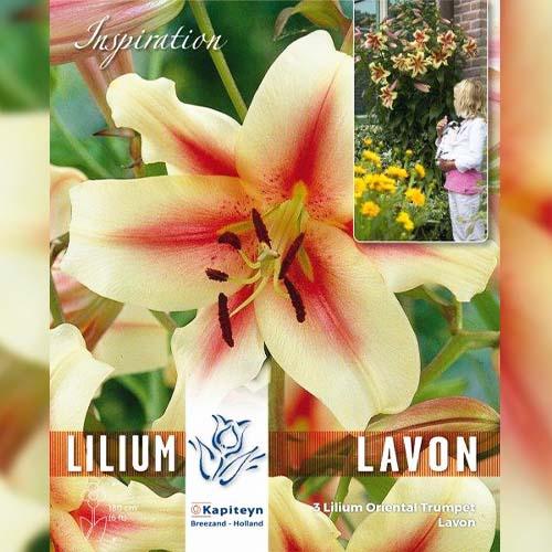 Лилия Florium Lavon (16679) - фото 2 Лилия Florium Lavon (16679) - фото 2