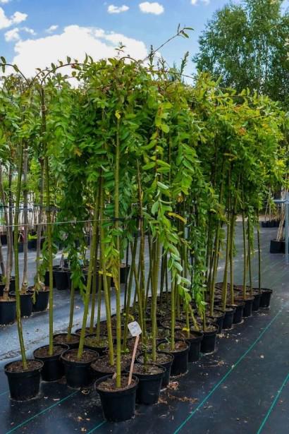 Верба цільнолиста Пендула штамб 15 л (ШТ-1-03)