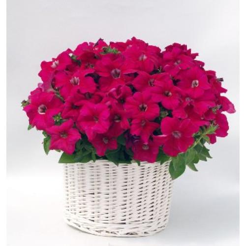 Семена цветов Farao Петуния ампельная Capri F1 Rose 100 шт. (BN08195-2)