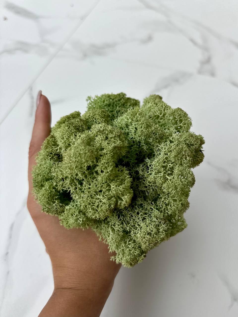 Стабилизированный мох Autumn (20698549) - фото 3 Стабилизированный мох Autumn (20698549) - фото 3