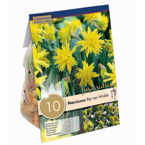 Нарцисс Florium Rip Van Winkle брендовые луковицы Kapiteyn (15364)