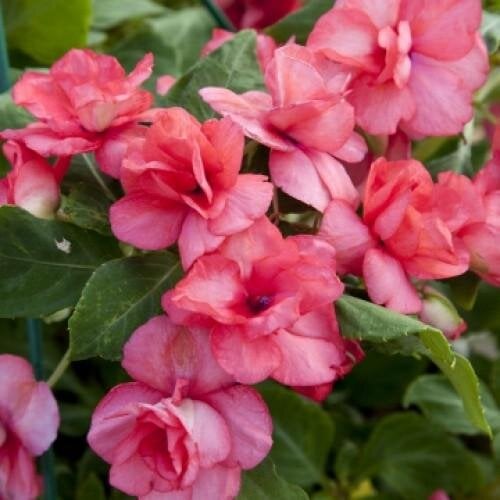 Семена цветов Бальзамин Уоллер Athena Coral Floranova 50 шт. (BN07593-3)