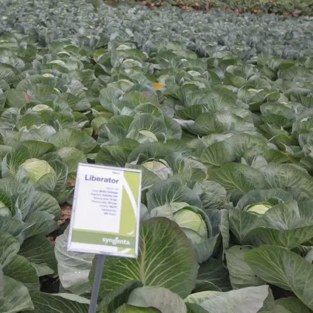 Семена Капуста Белокочанная Syngenta LIBERATOR F1 2 500 шт. (1985636615)