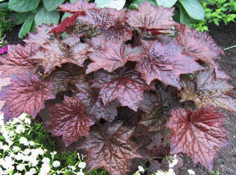 Гейхера Пурпурный Палас Р9 (2669481324) - фото 2 Гейхера Пурпурный Палас Р9 (2669481324) - фото 2