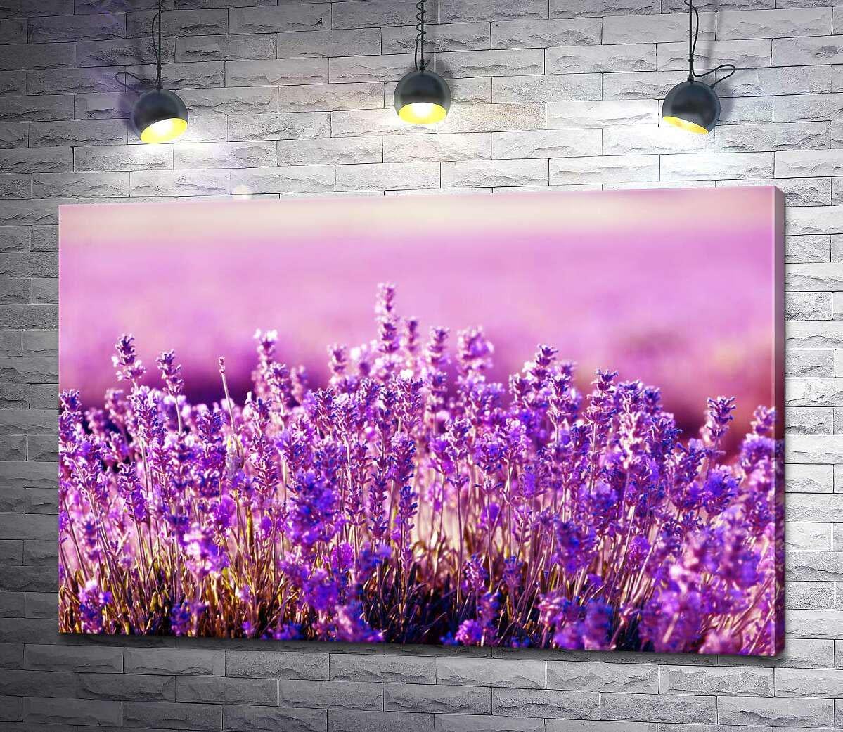 Картина ArtPoster Солнечные лучи вплетаются между цветов лаванды 100x67 см Модуль №1 (002838) Картина ArtPoster Солнечные лучи вплетаются между цветов лаванды 100x67 см Модуль №1 (002838)