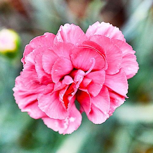 Гвоздика Florium Helen (3905) - фото 3