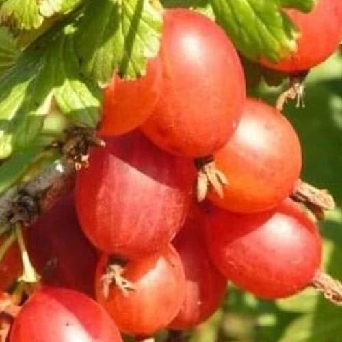 Саджанець Аґрус Цукерковий ранньо-середній термін дозрівання (101838)