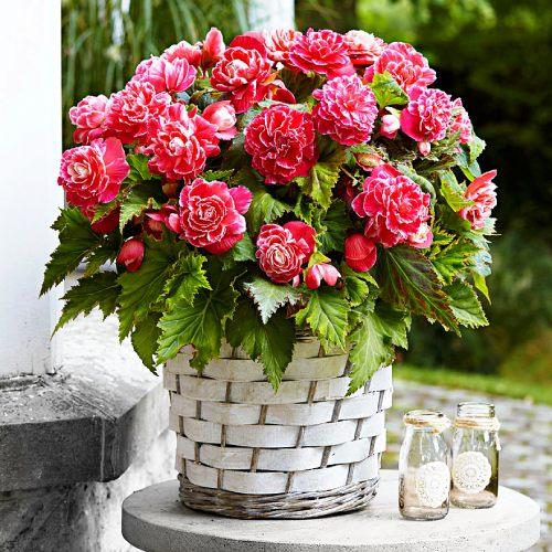 Бегония Florium Camelia (2585)