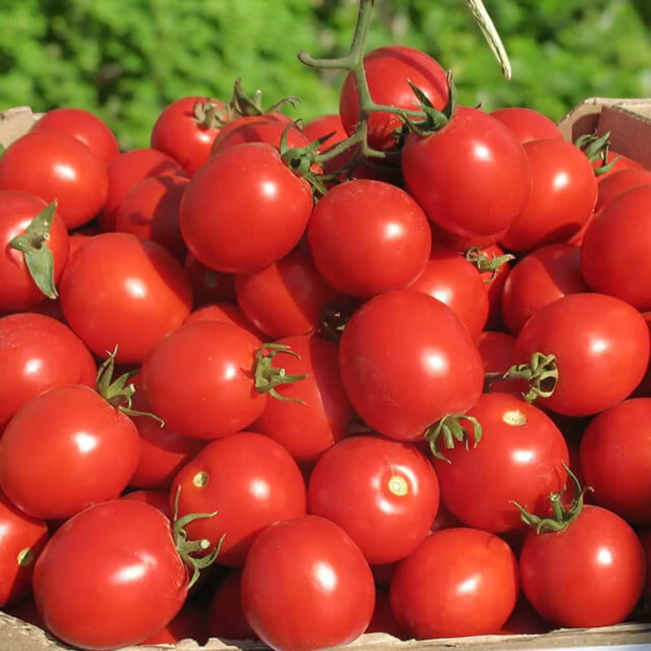 Семена Помидор Солероссо F1 Nunhems Zaden 5 шт. (2516495630)