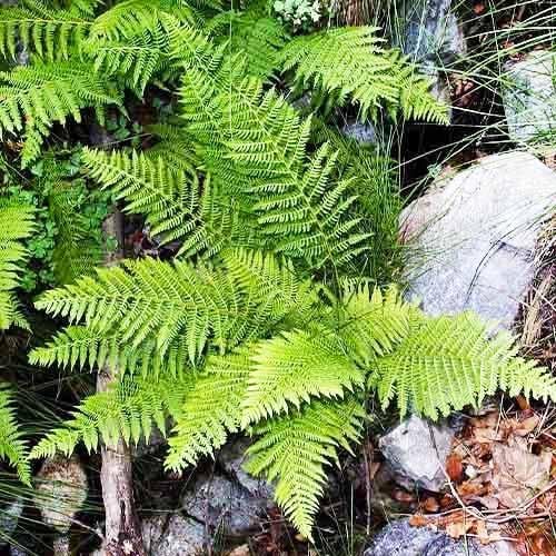 Атириум Filix-Femina Florium