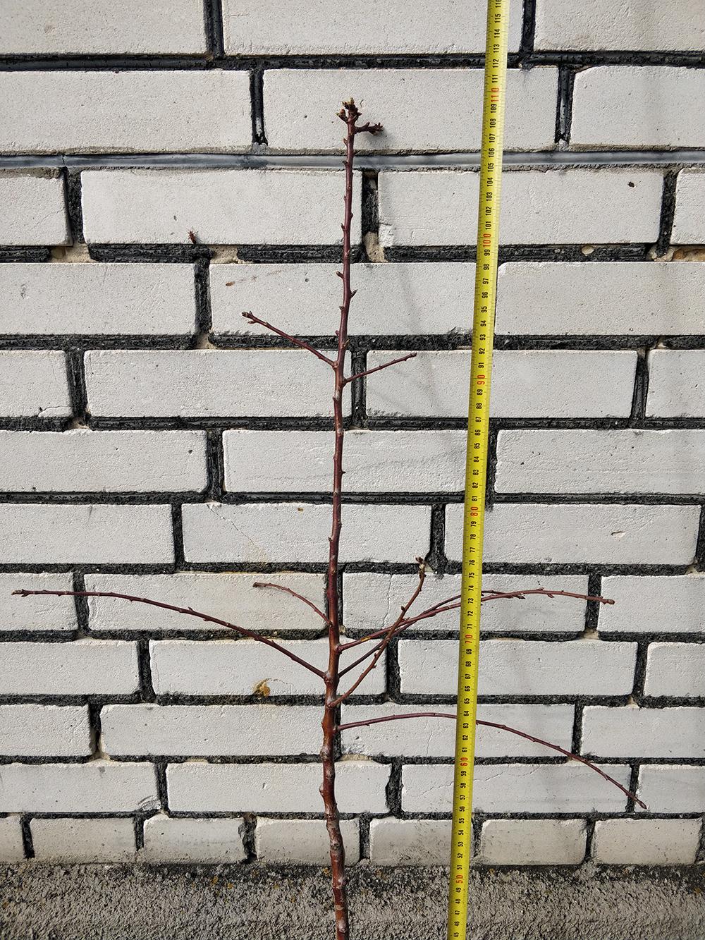 Миндаль сорт Первенец Храмова 1-летний 1 саженец (14896161) - фото 4 Миндаль сорт Первенец Храмова 1-летний 1 саженец (14896161) - фото 4