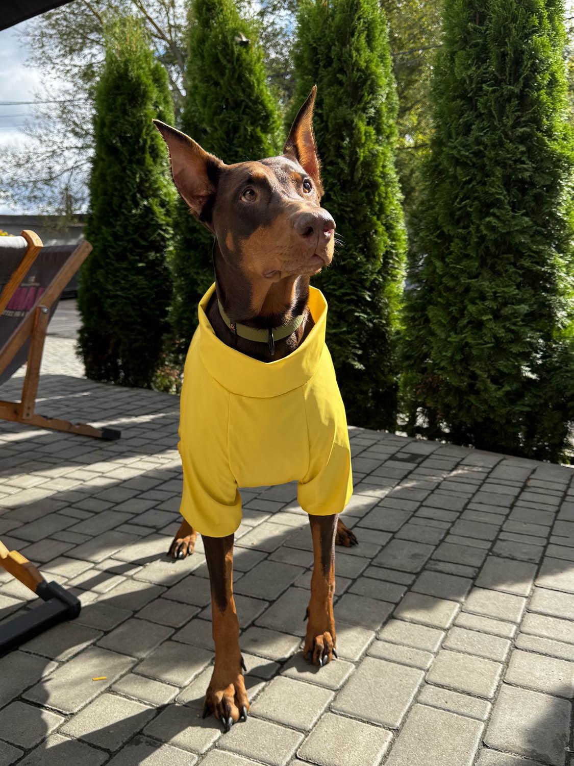 Дощовик для собак Waudog Clothes водонепроникний L55 Жовтий (19918) - фото 12 Дощовик для собак Waudog Clothes водонепроникний L55 Жовтий (19918) - фото 12