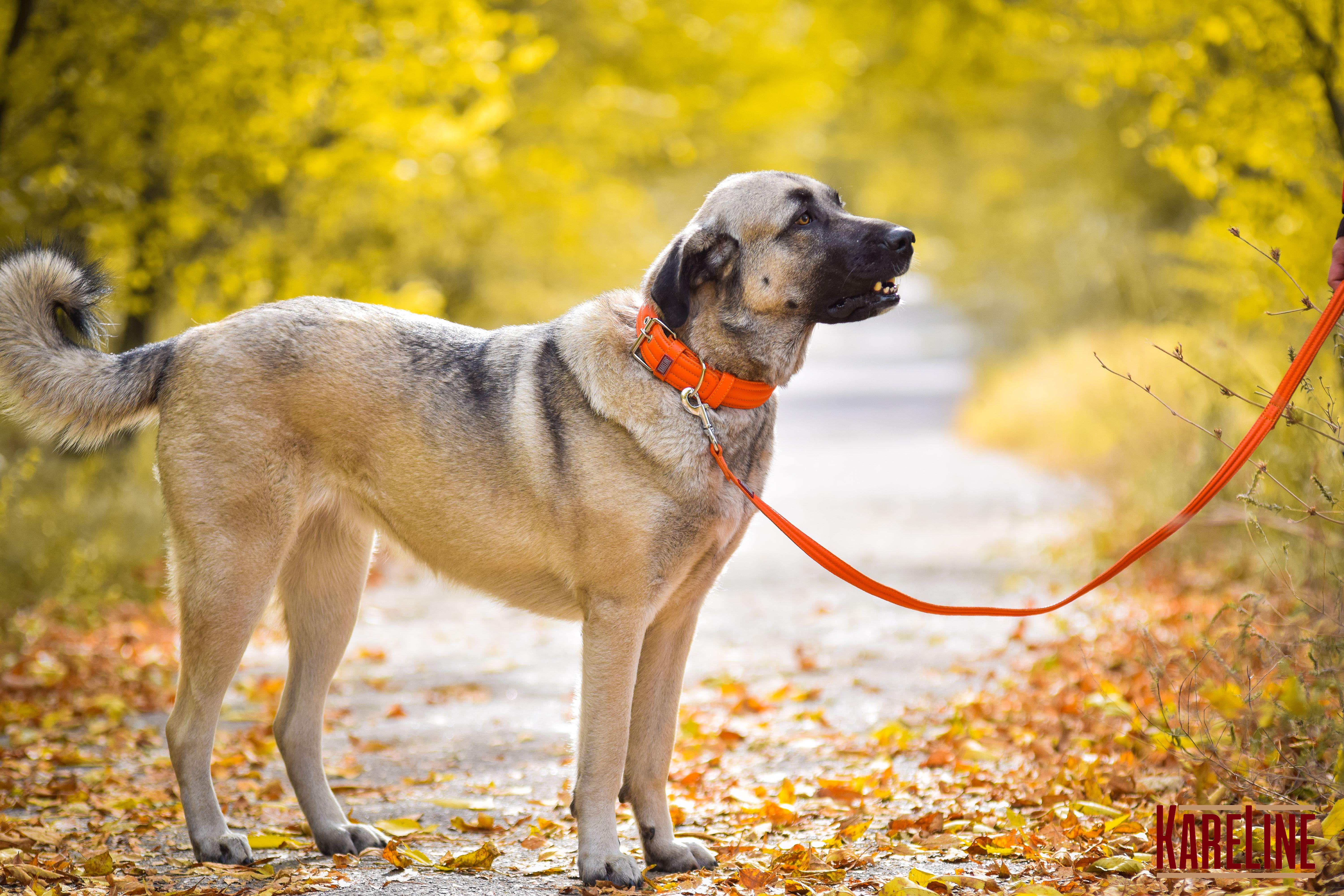 Ошейник KareLine усиленный нейлоновый со светоотражающим кантом 48 мм 380-460 мм Оранжевый (0955/11) - фото 6 Ошейник KareLine усиленный нейлоновый со светоотражающим кантом 48 мм 380-460 мм Оранжевый (0955/11) - фото 6