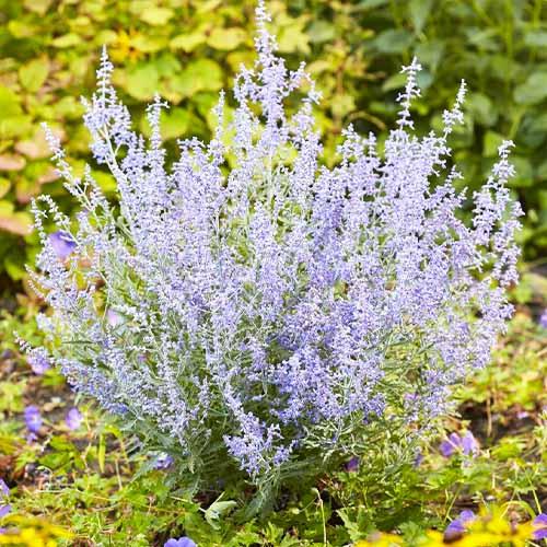 Перовския Florium Lacey Blue (15688)