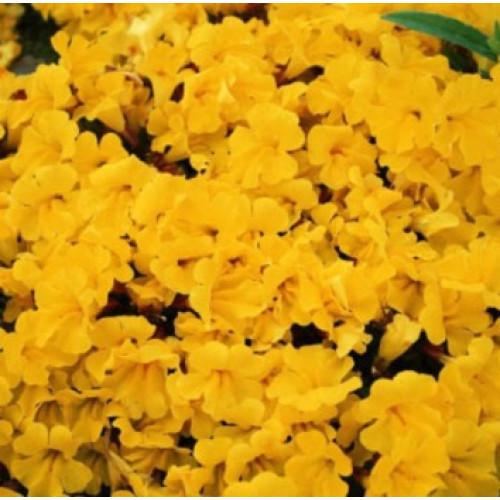 Семена цветов Floranova Мимулюс Губастик Magic Yellow 1000 шт. (BN07615)