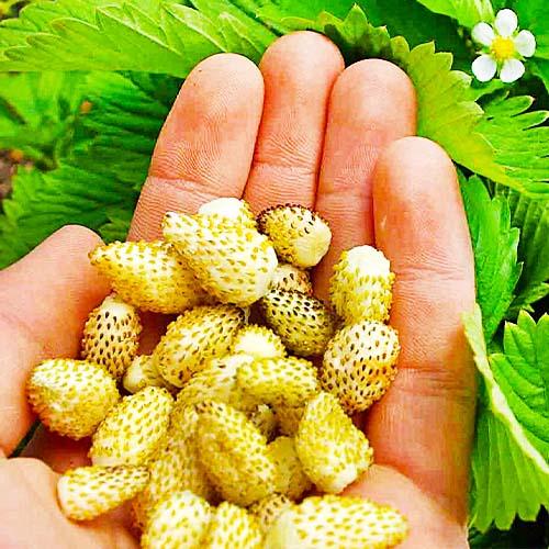 Семена Суниця Florium Жовта Зірка (18715)