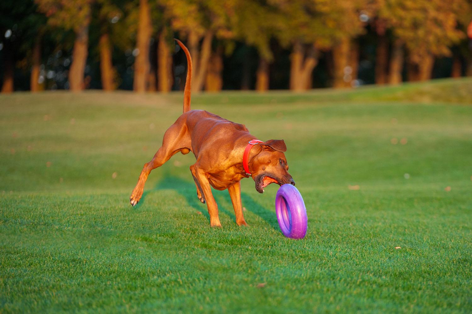 Тренировочный снаряд для собак Puller Maxi 30 см (6492) - фото 10