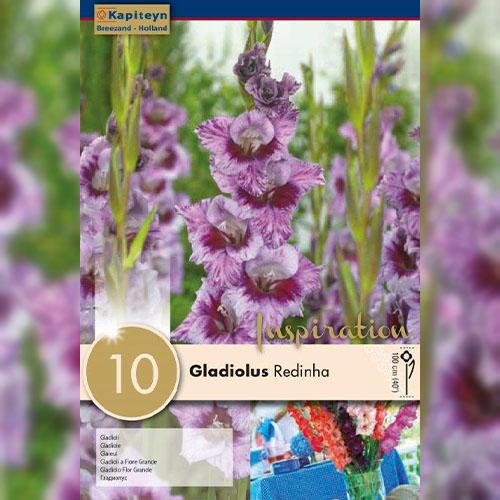 Гладіолус Florium Redinha (13922) - фото 2