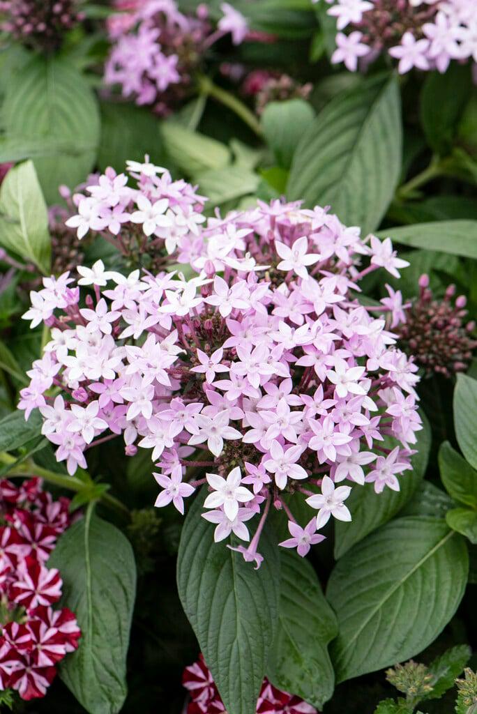 Семена цветов Benary Пентас ланцетовидный Northern Lights Lavender 50-55 см 25 шт. (BN12381-3)