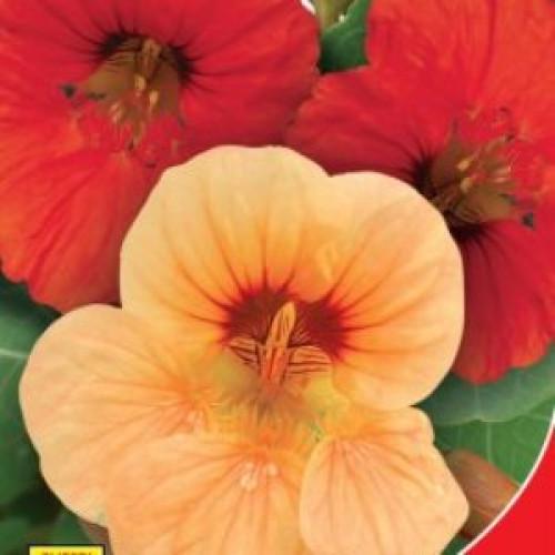Семена цветов GL Seeds Настурция День и Ночь 1 г (GL-1011)