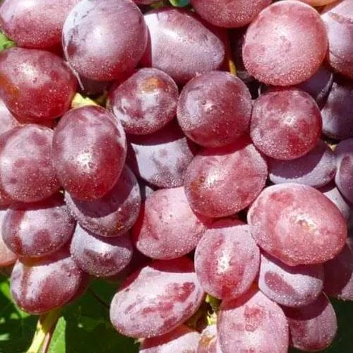 Сажанец Виноград Виктория ранний срок созревания (36270)