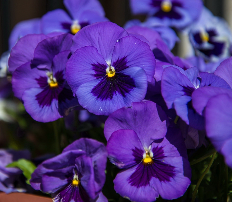 Насіння Віола вітроку Mammoth F1 Deep Blue Dazzle ТД Гекса-Україна 02-03-042 50 шт. (IR002877)