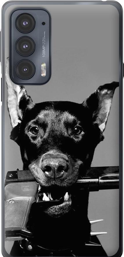 Чехол на Motorola Edge 20 Доберман (2745u-2497-42517)