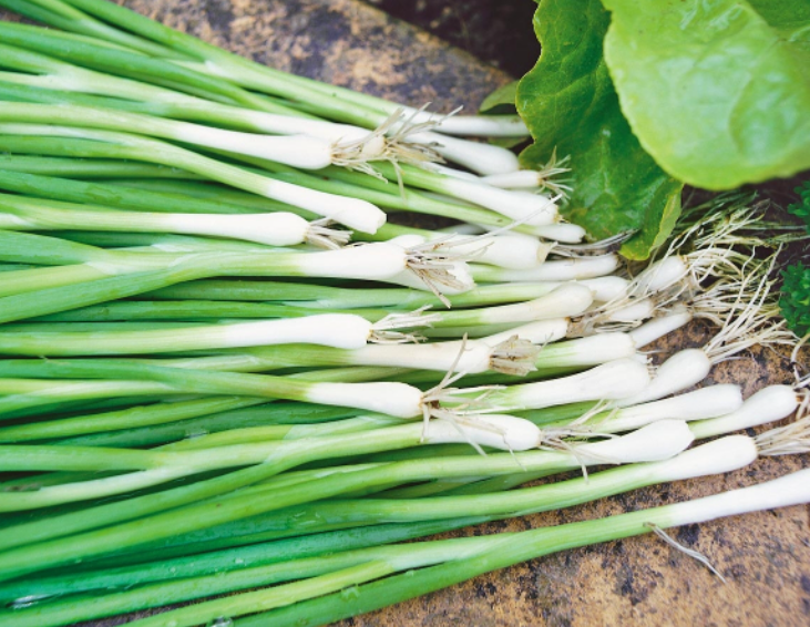 Семена лука Параде Bejo ТД Гекса-Украина 01-16-056 250000 шт. (IR02372)