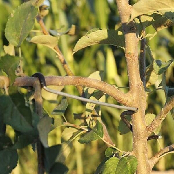 Фіксатори для гілок дерев M00655-2 з гумовим покриттям 26 см 10 шт. - фото 4