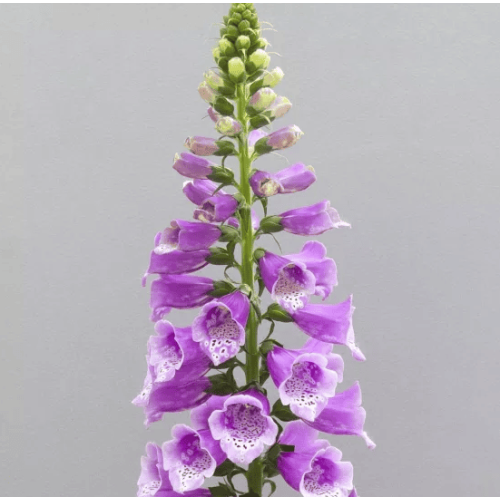 Семена цветов Floranova Наперстянка пурпурная Dottie Purple 100 шт. (BN13213-2)
