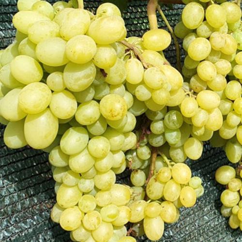 Саджанці винограду Шерлок черенкований 2-річний (7170)