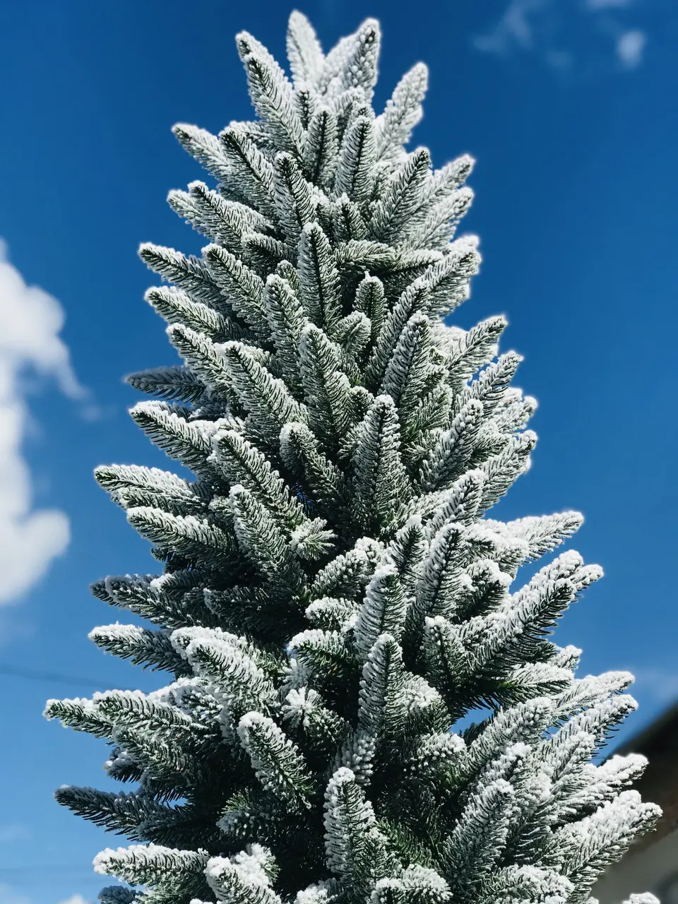 Елка искусственная HVOYA литая Альпийская заснеженная 220 см (220/220/GS) - фото 2 Елка искусственная HVOYA литая Альпийская заснеженная 220 см (220/220/GS) - фото 2