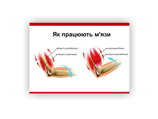 Плакат Vivay "Как работают мышцы" 60х40 см (25764246)