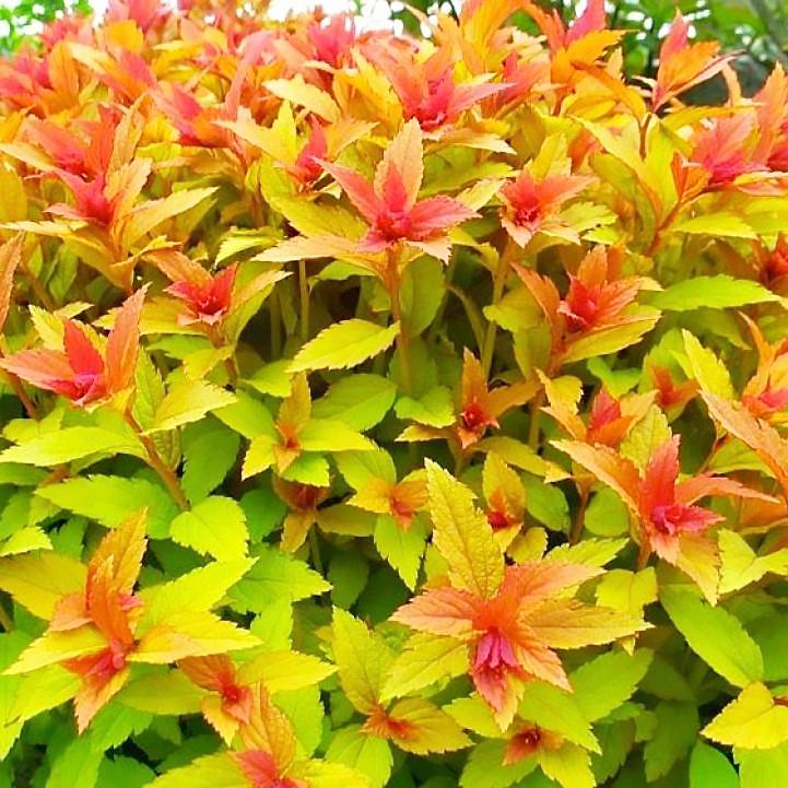 Саджанець спіреї японської Spiraea japonica Goldflame Р9 (1041577637) Саджанець спіреї японської Spiraea japonica Goldflame Р9 (1041577637)