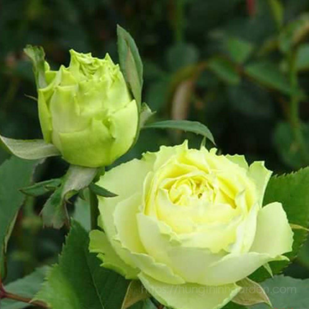 Роза Green Romantica Чайно-гибридная в контейнере (2677332366) - фото 7