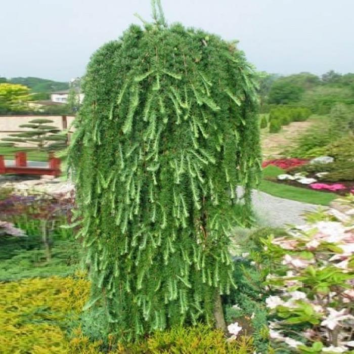 Лиственница японская Стиф Випер штамб 100-140 см (2669484415)