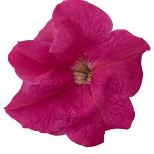 Насіння квітів Петунія великоквіткова SUCCESS! HD Pink Benary 10 шт. (BN08504-4)