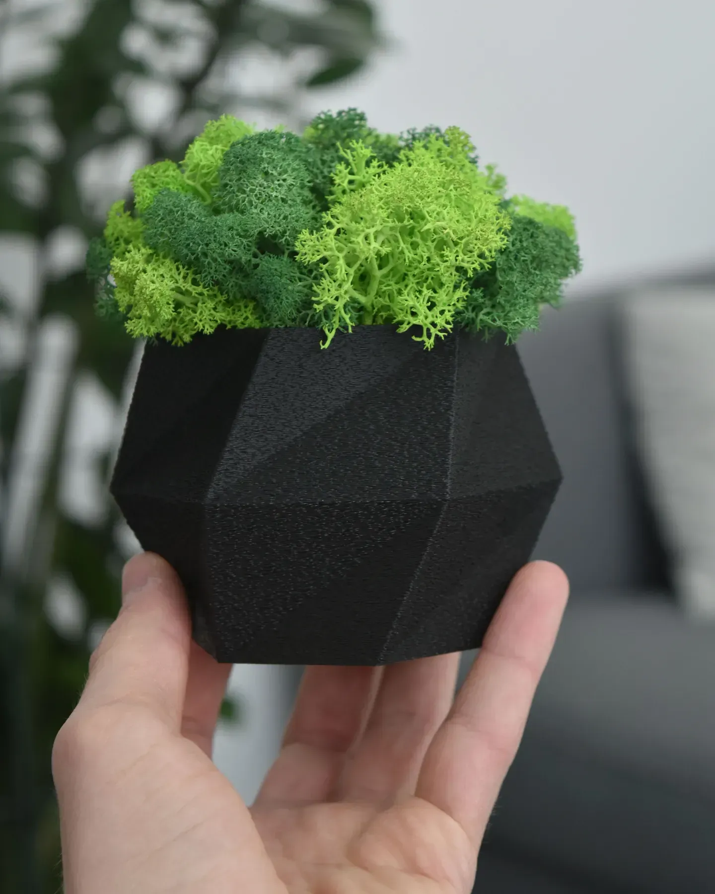 Кашпо Hurricane со стабилизированным мхом Черный/Зеленый/Салатовый (KM-C-1) - фото 2 Кашпо Hurricane со стабилизированным мхом Черный/Зеленый/Салатовый (KM-C-1) - фото 2