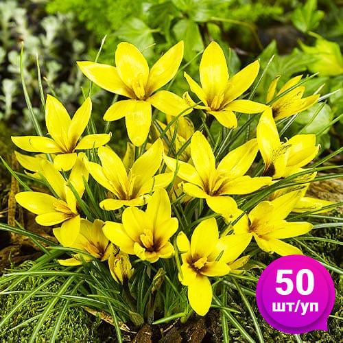 Крокус Florium Korolkowii Florium 50 шт. (18551) - фото 2