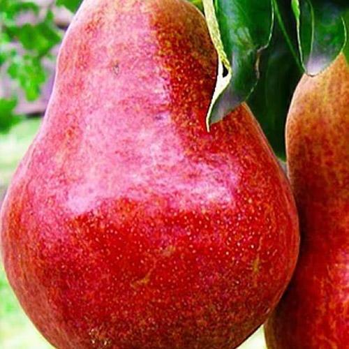 Сажанец Груша Диколор зимний сорт поздний срок созревания (49470)