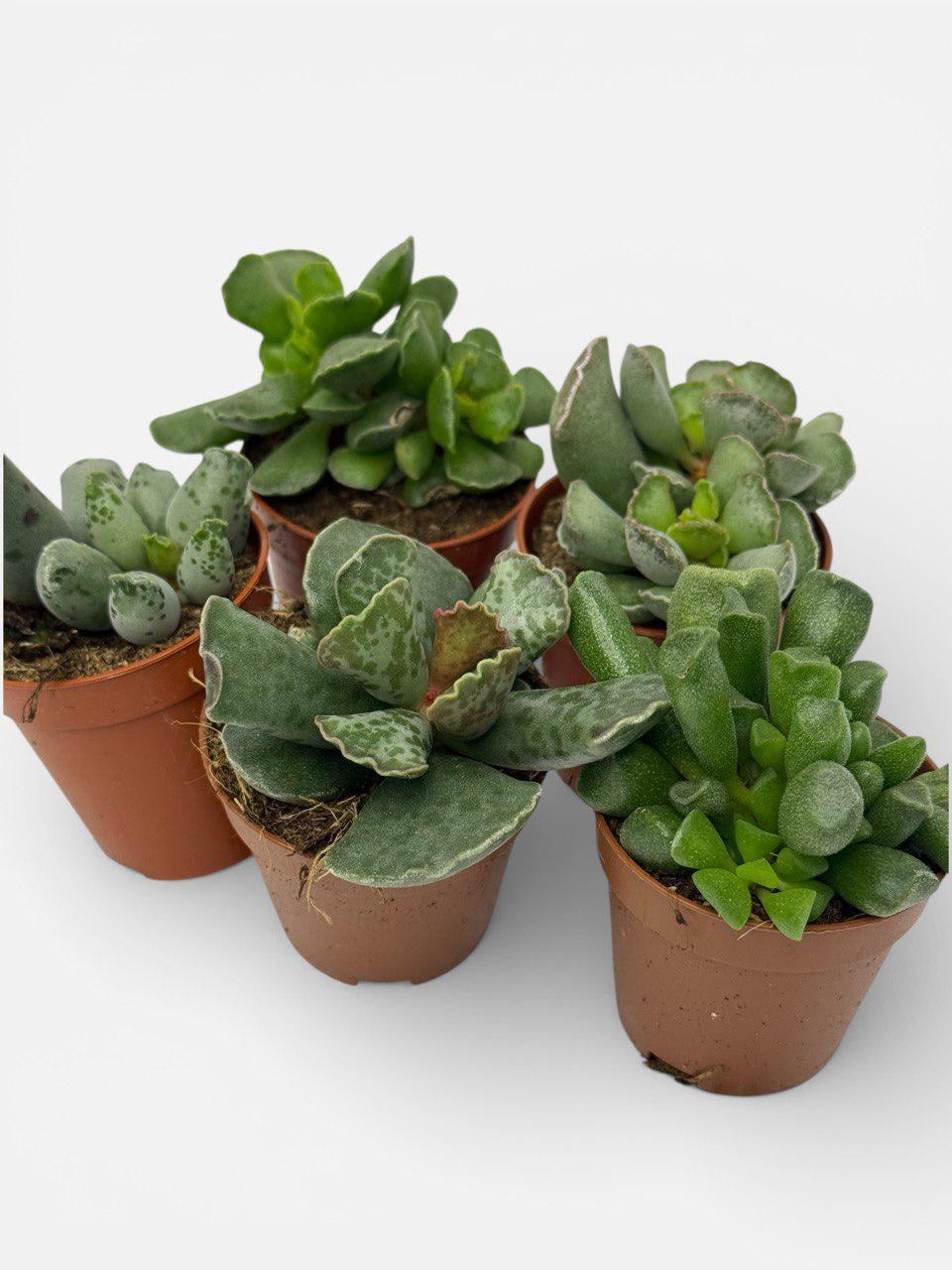 Крассула Микс Crassula Mix (38299870) - фото 3