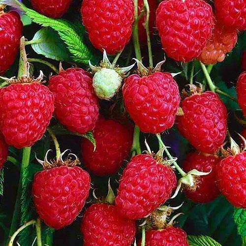 Сажанец Малина Моллинг Промис Malling Promise средний срок созревания (19913)