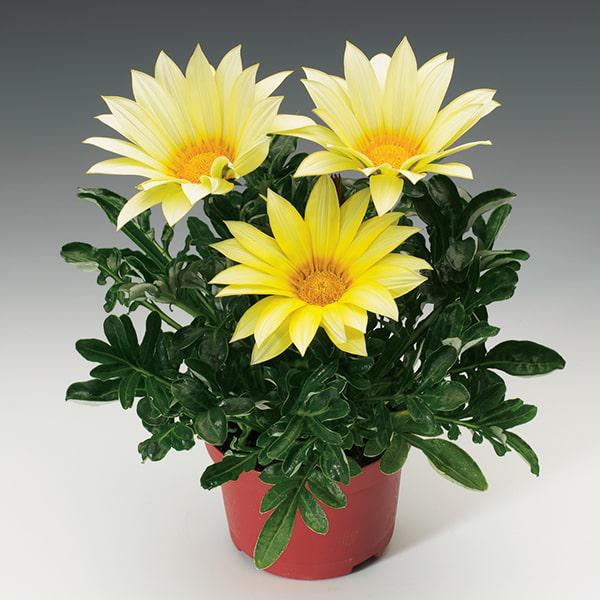 Семена Газания жестколистая Gazoo Clear Vanilla ТД Гекса-Украина 02-01-573 100 шт. (IR003220)